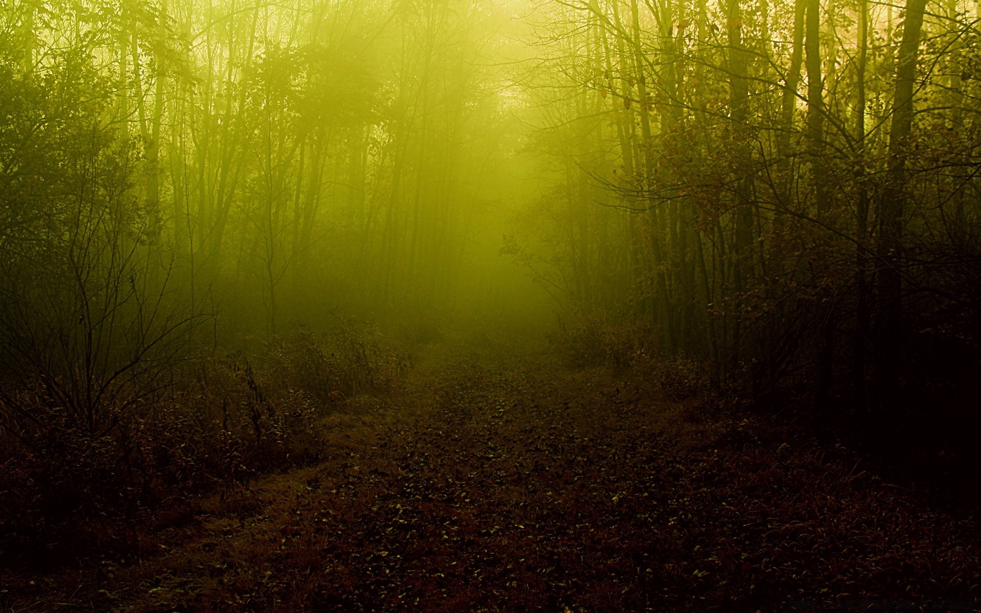 autumn landscape tree light desktop dawn texture fog fall nature wood color