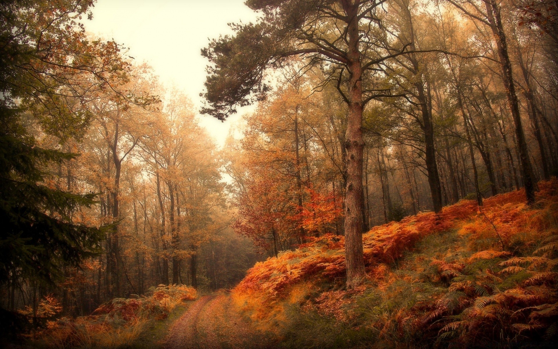 herbst herbst holz holz landschaft blatt natur dämmerung nebel nebel park landschaftlich saison im freien gutes wetter filiale medium licht