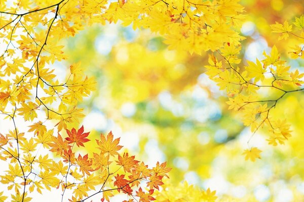 Autumn maple leaves are yellow and orange