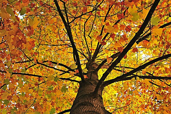 Paisaje de árbol ramificado de otoño