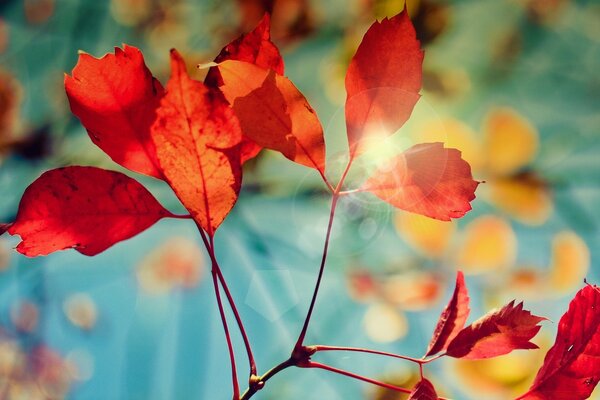 A branch of red leaves in the sun