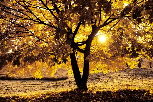 Золотая осень в солнечный день
