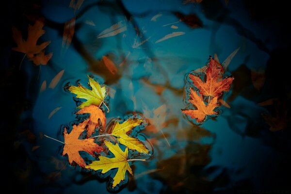 Autumn leaves on the water