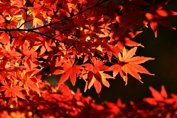 Herbstlicher japanischer roter Ahorn