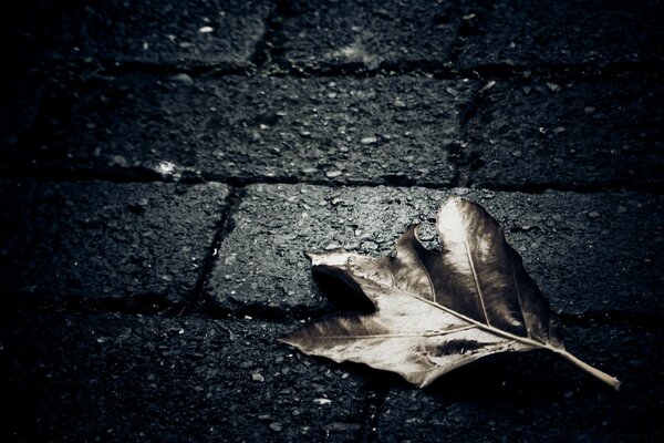 In autumn, a sad leaf lies on the sidewalk