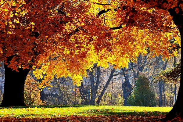 Autumn forest with orange trees