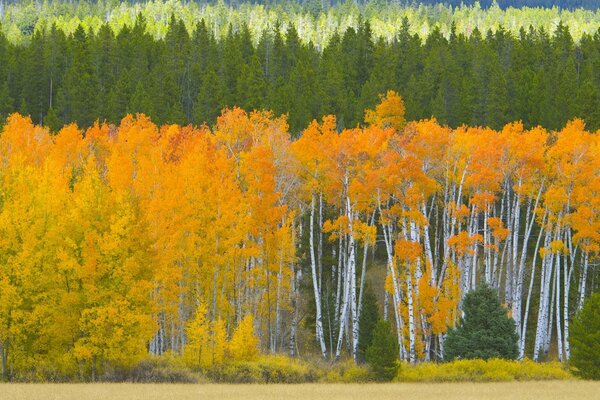 Arc-en-ciel juteux des arbres d automne