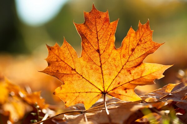 Feuille jaune. Belle nature