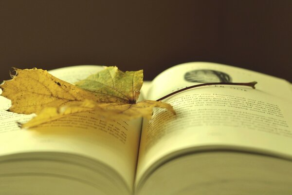 Maple leaf on the page of the book