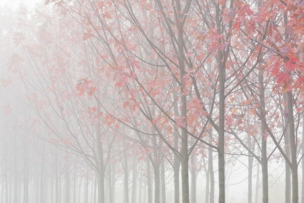 Allée d automne dans les feuilles rouges dans le brouillard