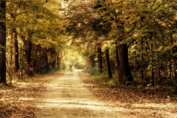 Paysage automne arbre bureau