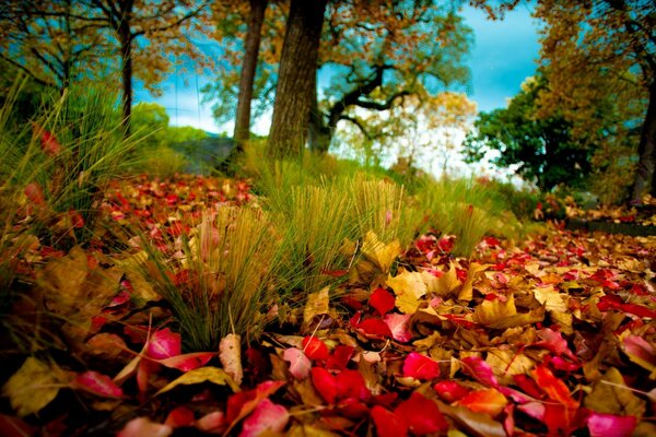 Feuilles mortes écarlates dans l herbe verte