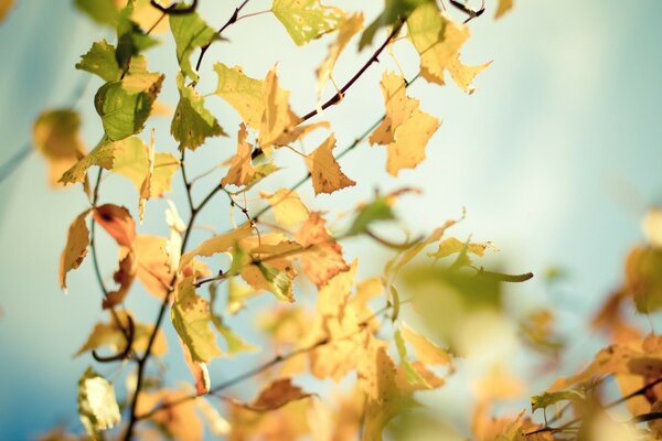 Gelbe Herbstblätter auf einem Ast