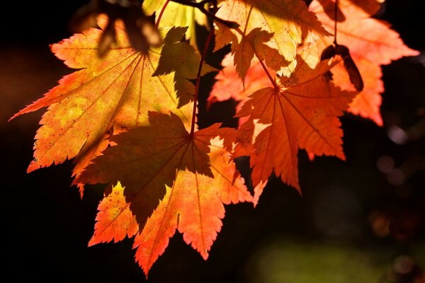 A lot of autumn yellow leaves