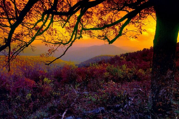 Paisagem da natureza no outono ao pôr do sol