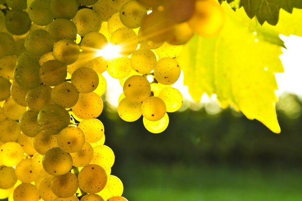 Transparent grapes in the sunlight