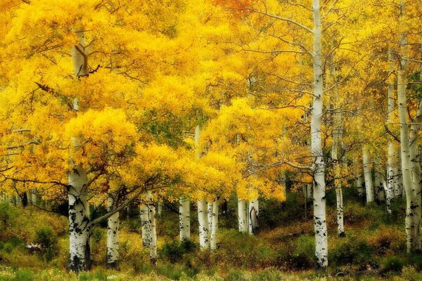 Landscape of autumn birch forest