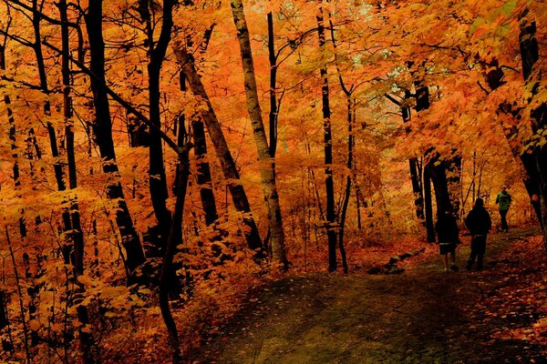 In a dense forest in autumn with poor lighting