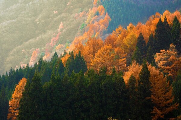 La feuille a lentement commencé à devenir la couleur