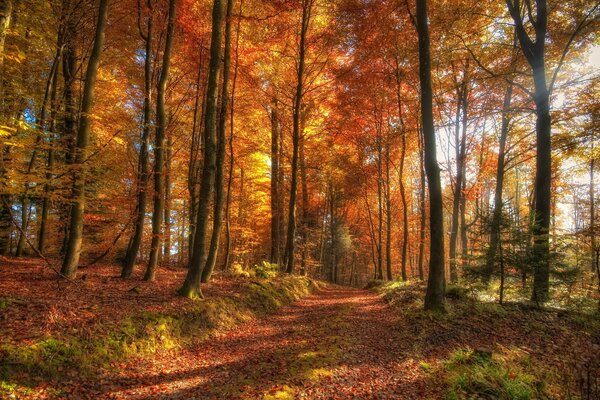 Paesaggio forestale autunnale di alberi con foglie gialle in una giornata calda