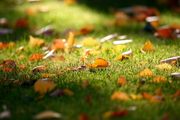 Las hojas de otoño se encuentran en la hierba verde