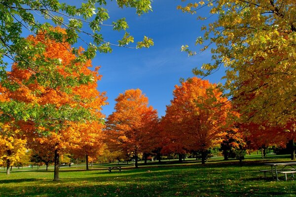 Blue sky against a background of yellow trees