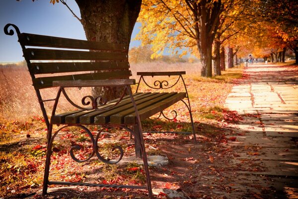 Herbstlandschaft des Parks mit Bänken