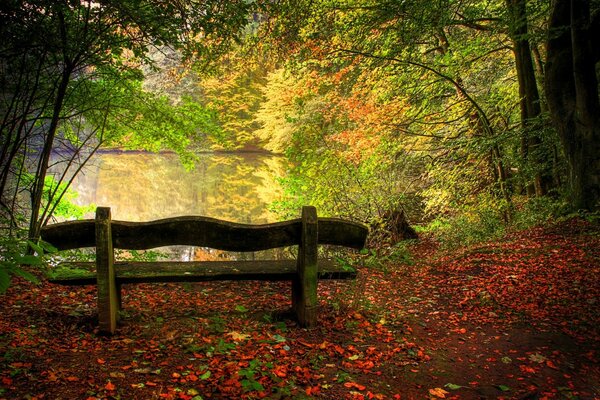 Bench in the autumn forest overlooking the lake