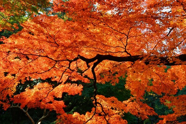 Lungo ramo di un albero con foglie autunnali