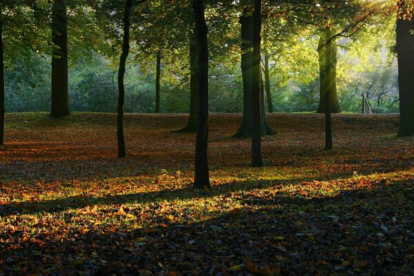 Ein schöner Herbstwald, der von Sonnenstrahlen durchdrungen ist