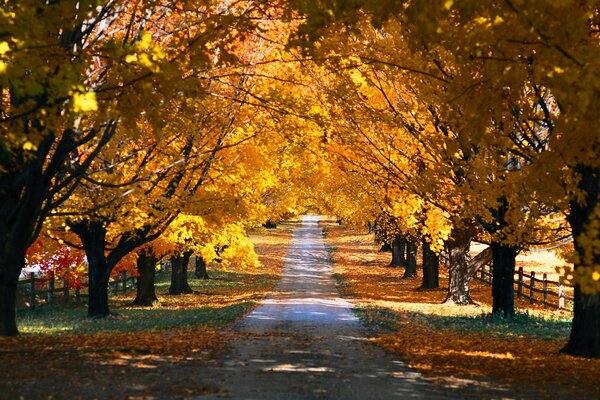 The road to golden autumn. Yellow Leaf