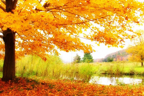 Baum mit gelben Blättern im Herbst