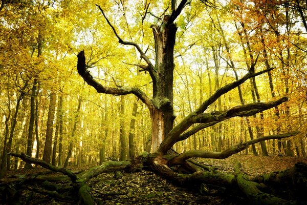 Autumn landscape with a withered branching tree