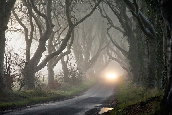 Evening road with dead trees