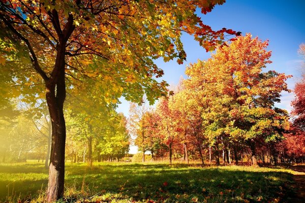 Parco autunnale con foglie cadute di colore giallo e rosso