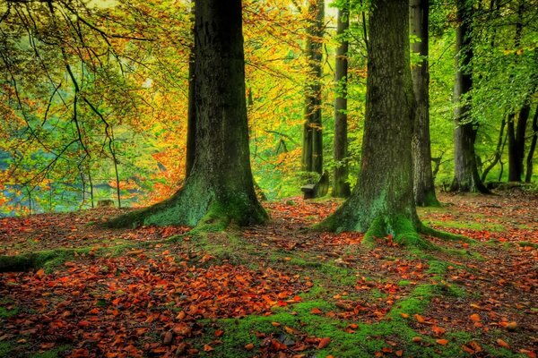 Autumn in a quiet forest