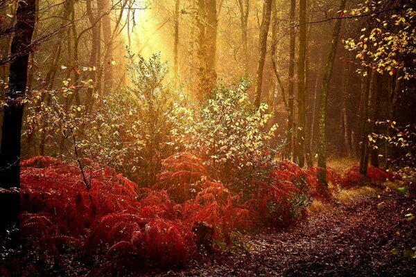 Humeur d automne. Fond jaune-rouge