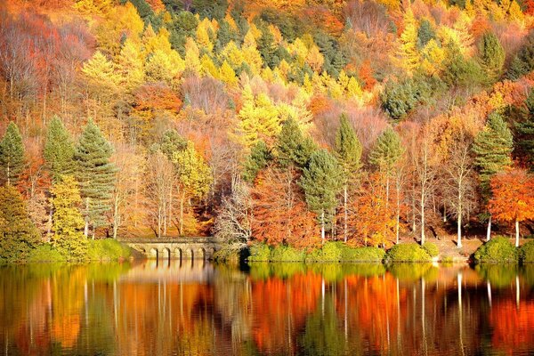 Goldener Herbst am Fluss mit Reflexion