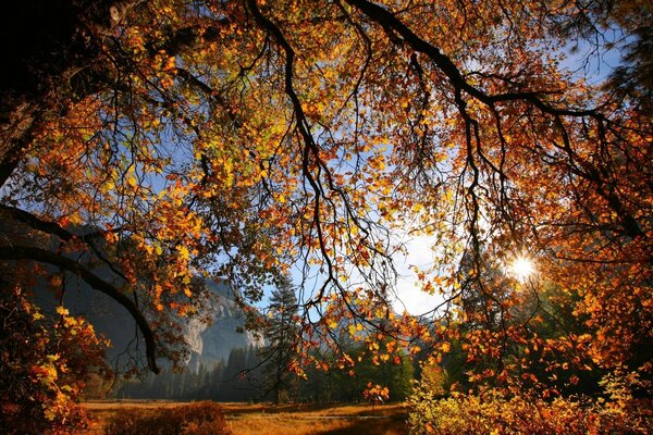 Grande albero autunnale con foglie gialle