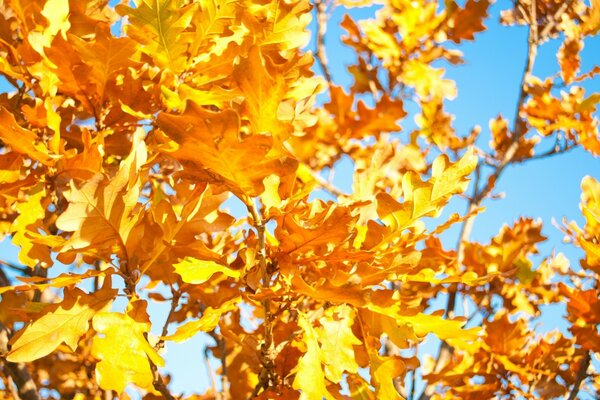 Foglie di albero giallo brillante su uno sfondo di cielo blu