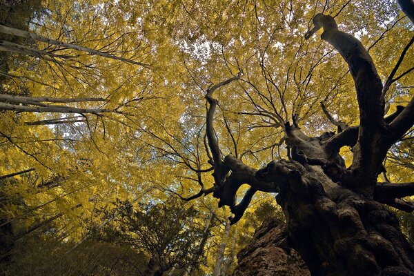 Arbres centenaires dans la forêt regardant vers le ciel