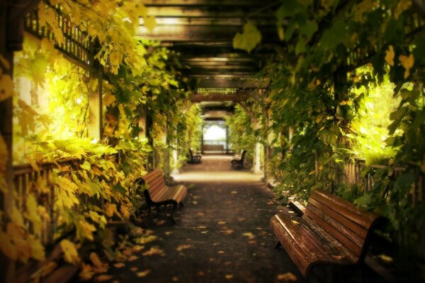 Autumn fading linear greenhouse