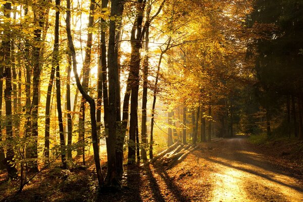 Die gelbe Sonne scheint durch den leeren Wald