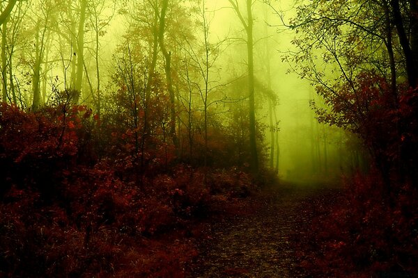 Dunkle Waldlandschaft im Herbst