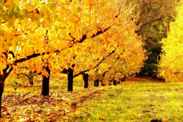 A road in the autumn forest with fallen leaves