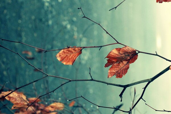 Branches of trees with brown leaves in late autumn