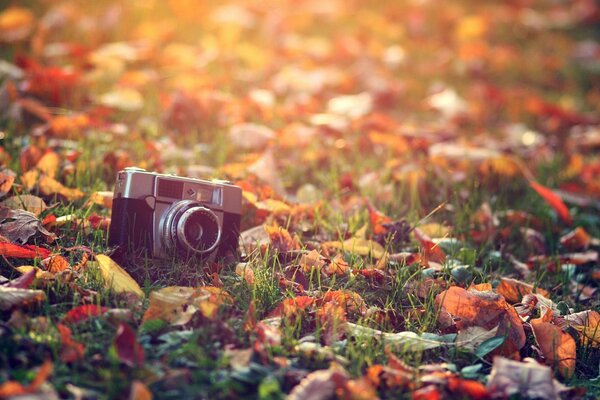 Appareil photo oublié et feuillage d automne