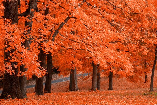 Red autumn. Fallen leaves