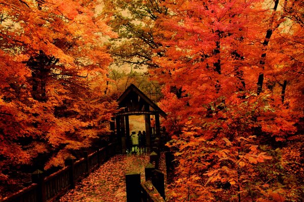 Golden autumn of red leaves