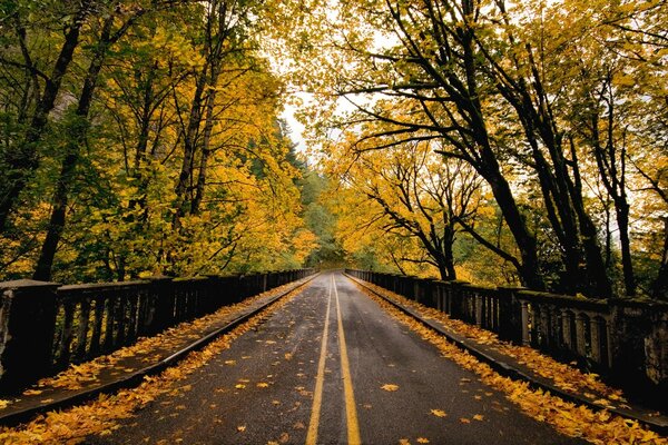 Herbststraße mit Blättern übersät